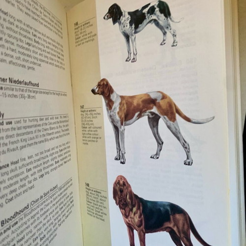 The Hamlyn Guide to Dogs hardcover like new