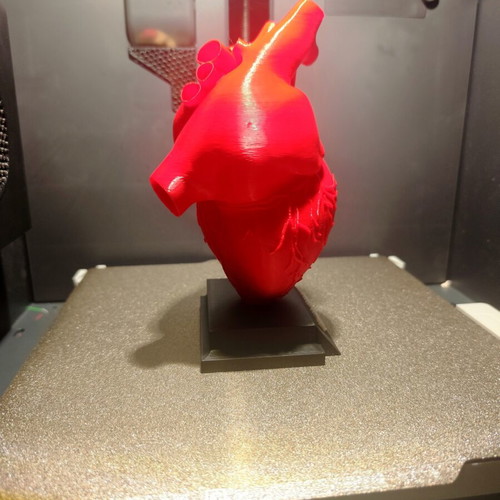 3D printed human heart model 1:1 scale