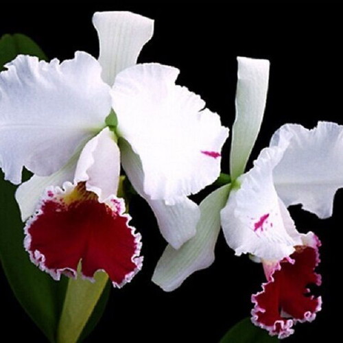 Cattleya orchid seeds, pack of 25, multicolored