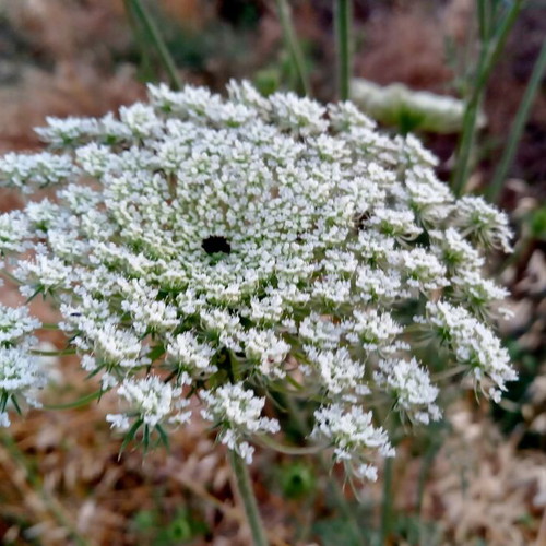 Wild Carrot Seeds Daucus carota, pack of 20