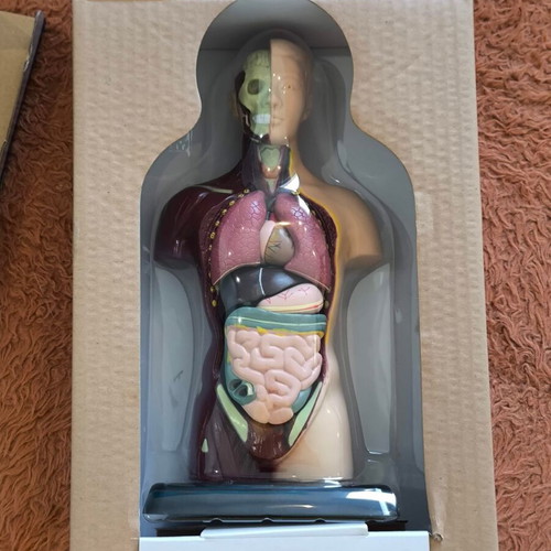 Human Torso 3D Puzzle Anatomical Model Kit
