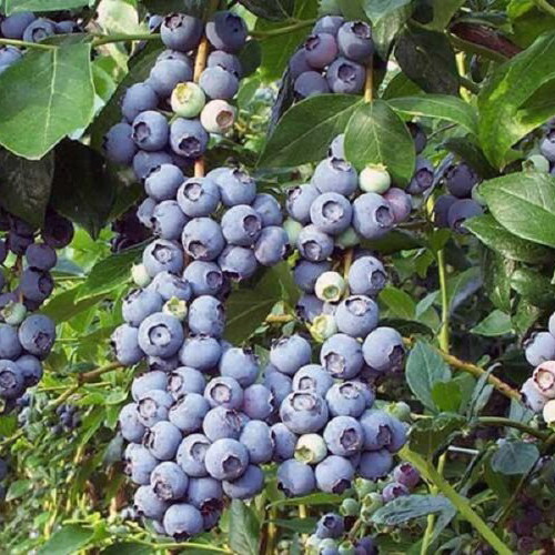Blueberry cultivation seeds, pack of 20