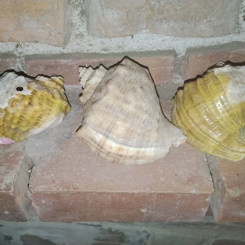 Large natural vintage Rapana sea shells from the Black Sea, set of 3