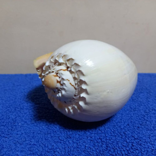 Melo Diadema seashell used, nautical decoration