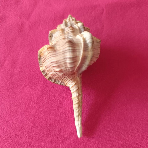 Murex Haustellum collectible shell like new
