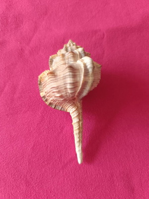 Murex Haustellum collectible shell like new