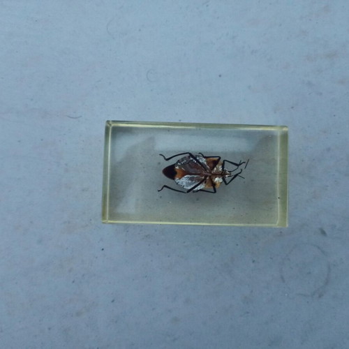 Stink Bug from Deagostini True Insects series like new with book and label