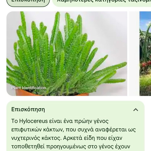 Dragon cactus or Hylocereus 15-17cm made to order