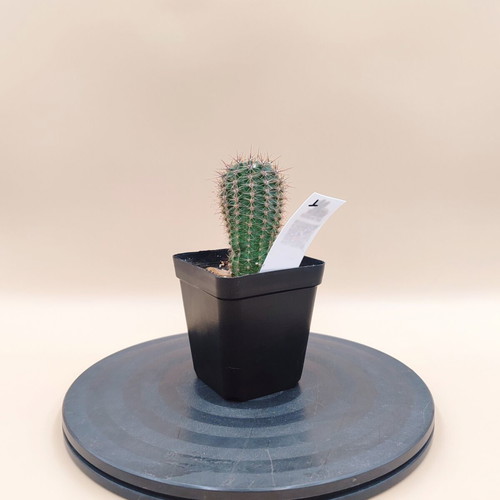Echinopsis cactus in plastic pot, new, set of 5 mini plants