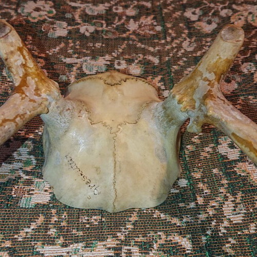 Northern Deer Trophy like new