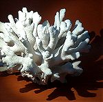 Φυσικό Κοράλλι λευκό βάρος 1295gr