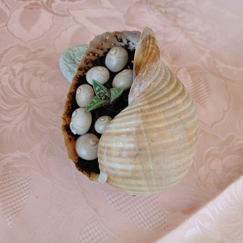 Succulent in natural shell new