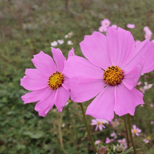 Cosmos Bipinnatus Mix flower seeds, 20 pcs