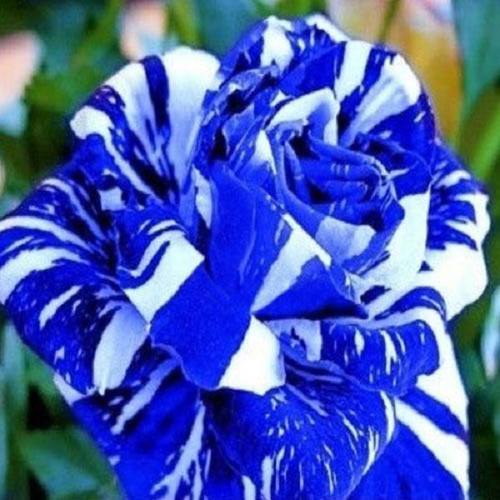 Blue Dragon rose seeds, pack of 25, blue and white bicolor