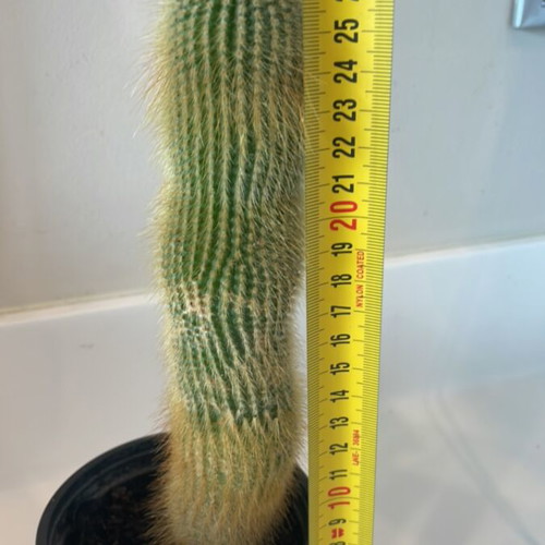 Cleistocactus cactus 20cm height new