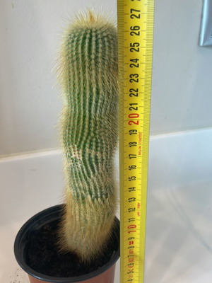 Cleistocactus cactus 20cm height new