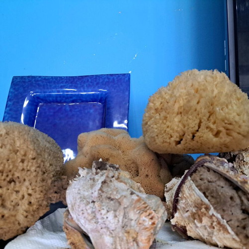 Sea sponges and decorative items new, pack