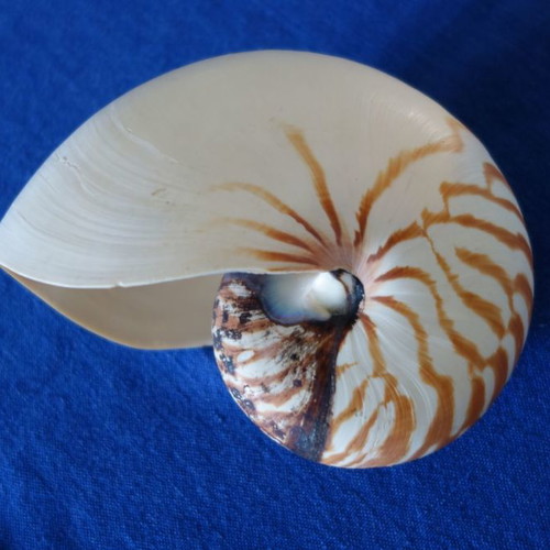 Decorative Nautilus Pompilius shell used