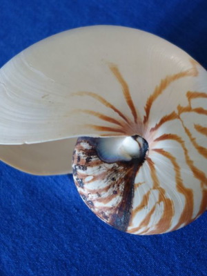 Decorative Nautilus Pompilius shell used