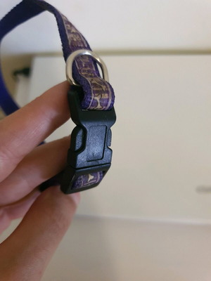 Dog leash used