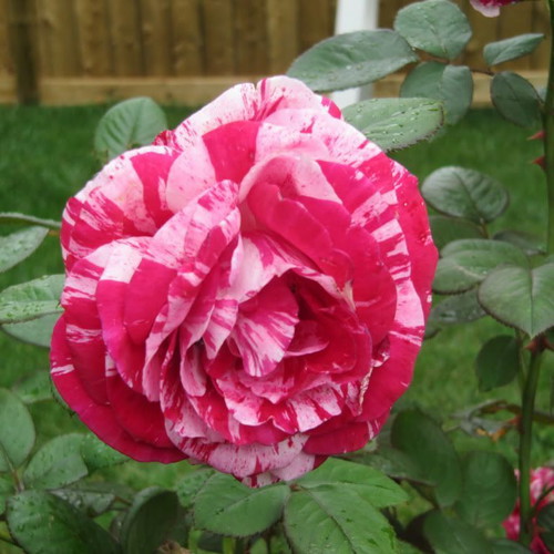 Pink Dragon bicolor rose seeds, pack of 25