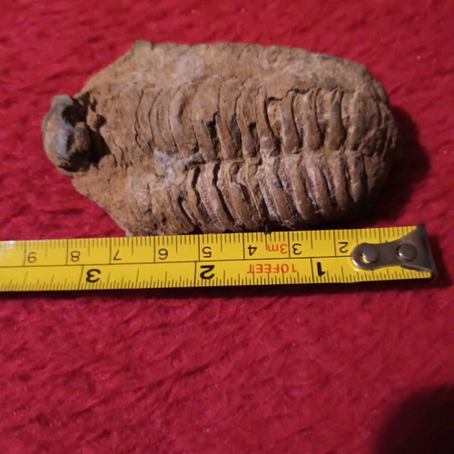 Trilobite fossil used, rare authentic for collectors