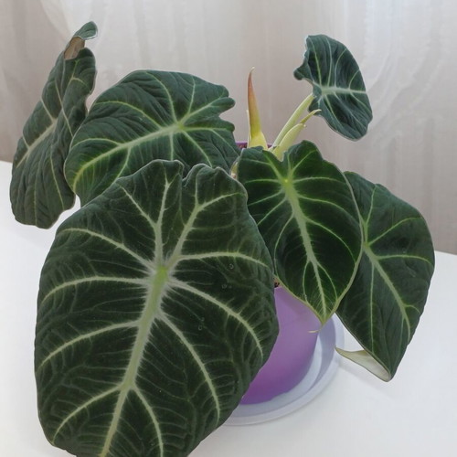 Alocasia Black Velvet plant, ready to bloom, 25cm height
