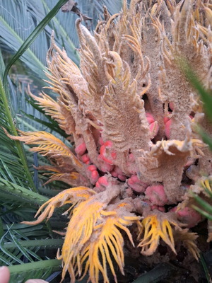 Cycas Tsikas seeds new, pack of 5+2 gift