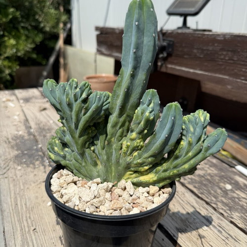 Variegated Monstrose Myrtillocactus new collector's cactus
