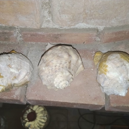 Large natural vintage Rapana sea shells from the Black Sea, set of 3