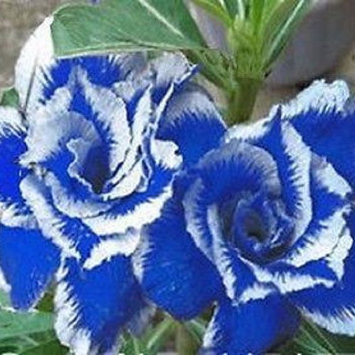 Blue Dragon rose seeds, pack of 25, blue and white bicolor