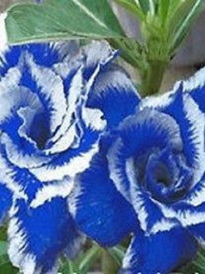 Blue Dragon rose seeds, pack of 25, blue and white bicolor