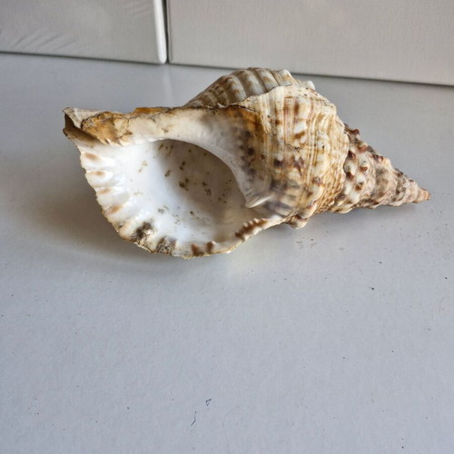 Triton shell large 23 cm like new