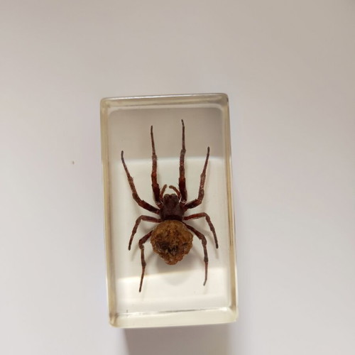 Insect collection in resin used, DeAgostini series, 5 pieces
