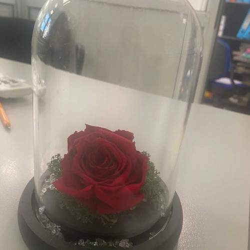 Forever red rose, 16 cm height