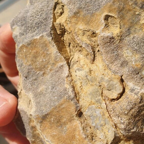 Fossilized Sponge from Thebes 11cm Cretaceous Period new