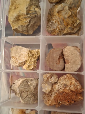 Lot box with fossils, rocks and a trilobite