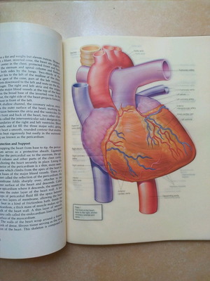 The Heart The Living Pump βιβλίο μεταχειρισμένο, αγγλικά