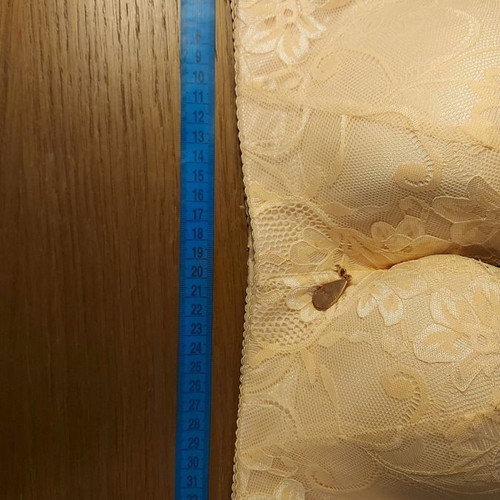 Women's bra large size new