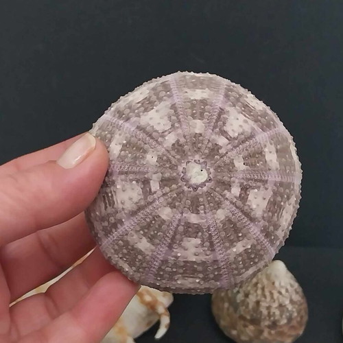 Collection of Exotic Seashells and Corals like new, 11 natural specimens