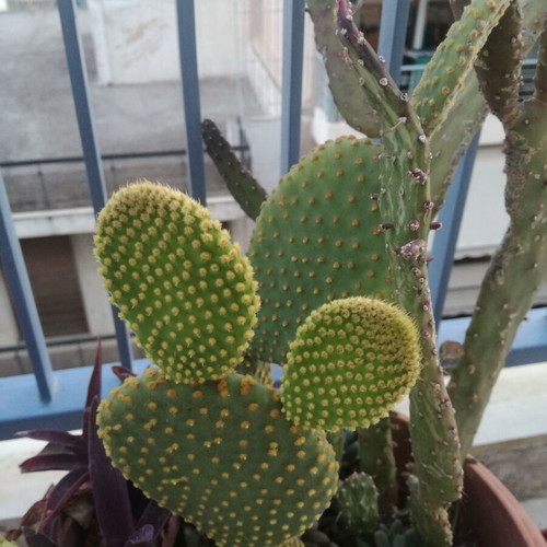 Opuntia microdasys Yellow cactus used with small fuzzy spines in pot