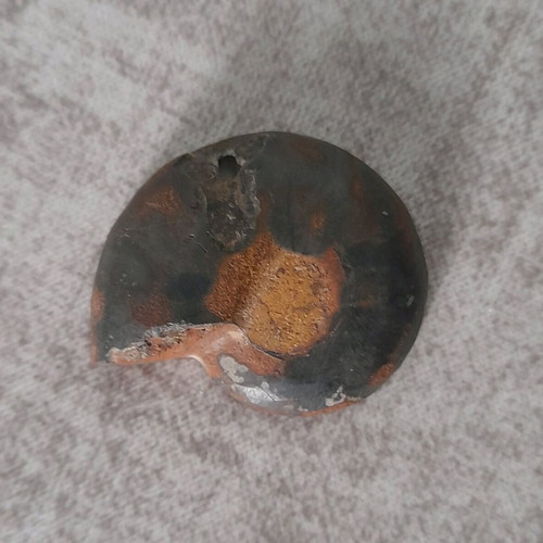 Ammonite fossil used with hole for jewelry