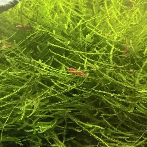 Java moss aquarium plant