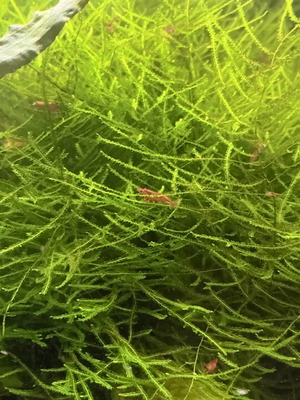 Java moss aquarium plant