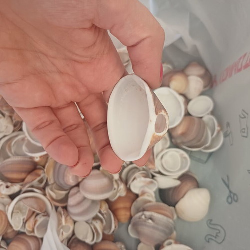 Natural seashells pack 1.5 kg for crafts and decoration