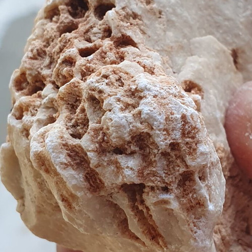 Fossilized Coral like new from Greece, Evros