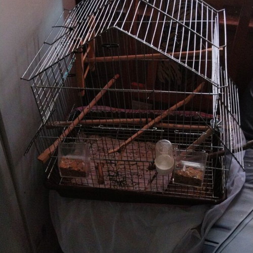 Birdcage for small and medium birds with house-shaped roof and accessories