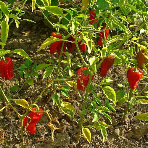 Capsicum Annuum Mix Bolivia Pepper Seeds, 20 pcs, ornamental and edible