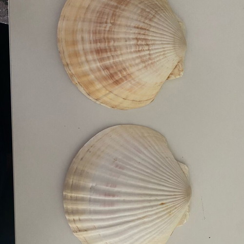 Set of 4 large decorative scallop shells like new