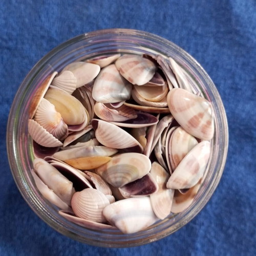 Jar of seashells like new, colorful for crafts and candle making